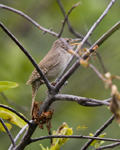 House Wren 6606